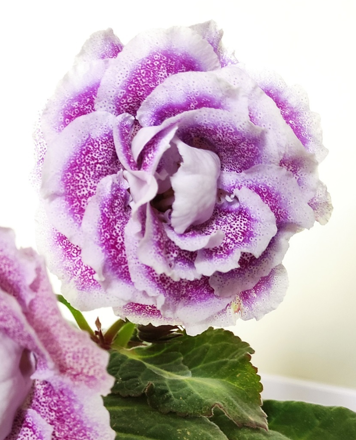 Gloxinia Blue Opal 1 Bulb