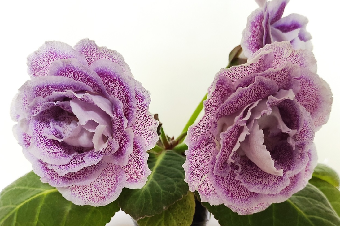 Gloxinia Blue Opal 1 Bulb