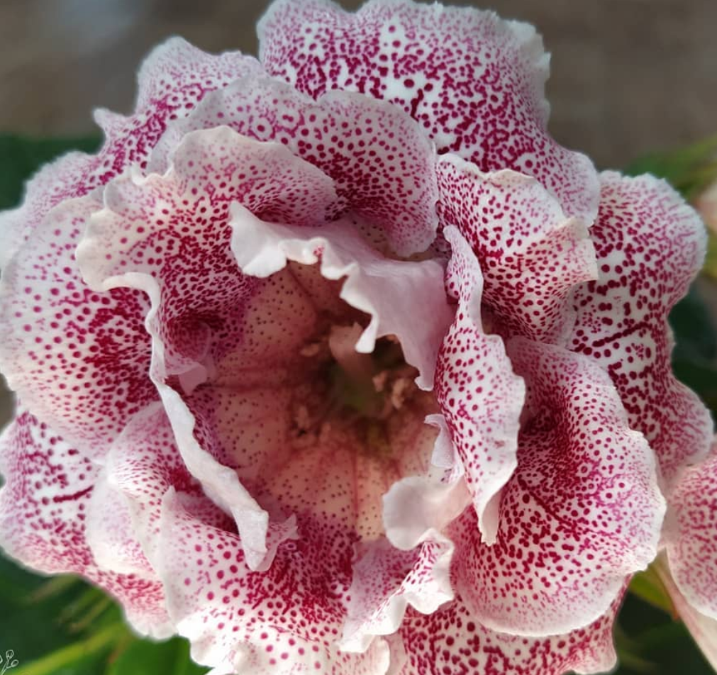 Gloxinia Mon Amour 1 Bulb
