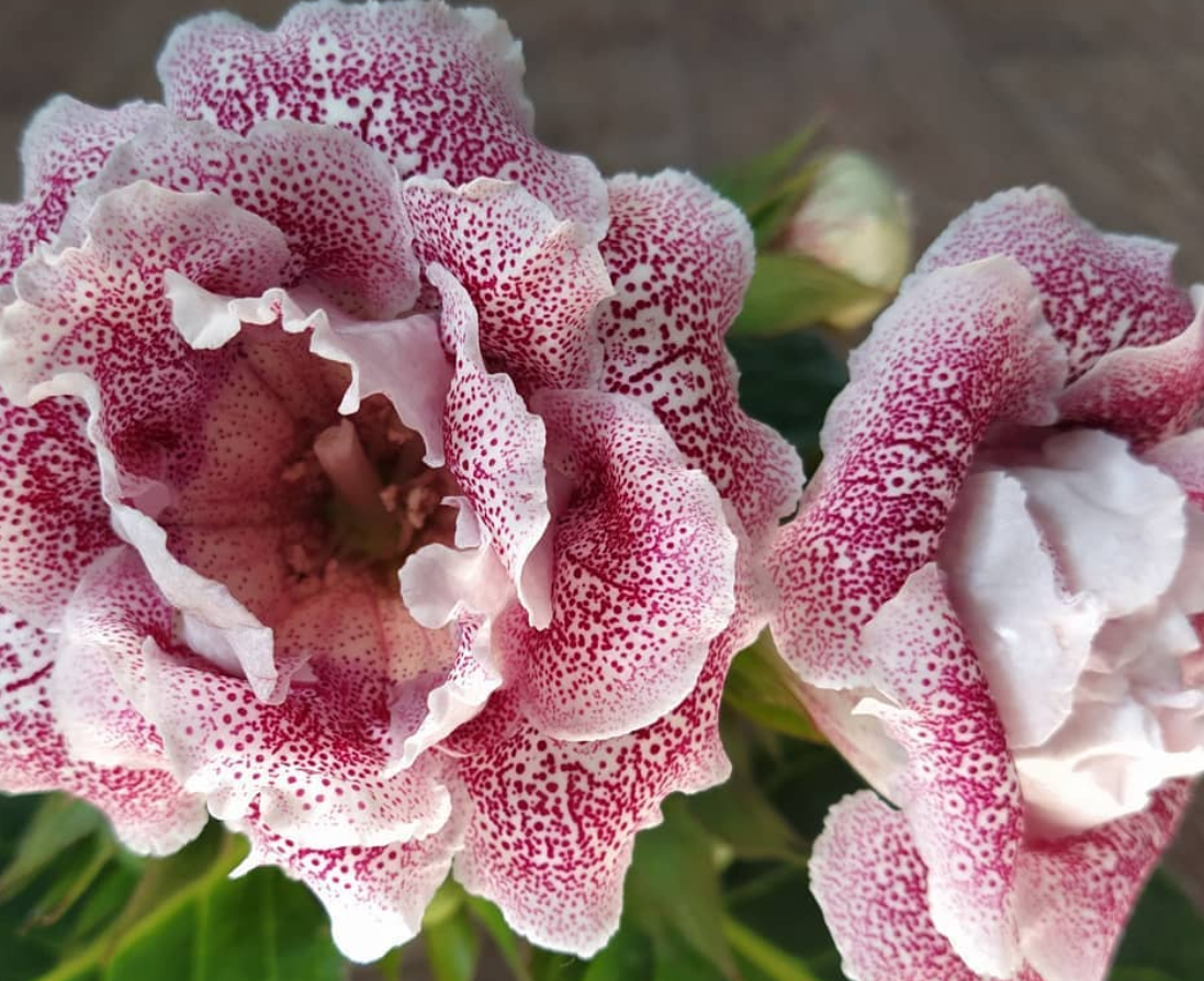 Gloxinia Mon Amour 1 Bulb
