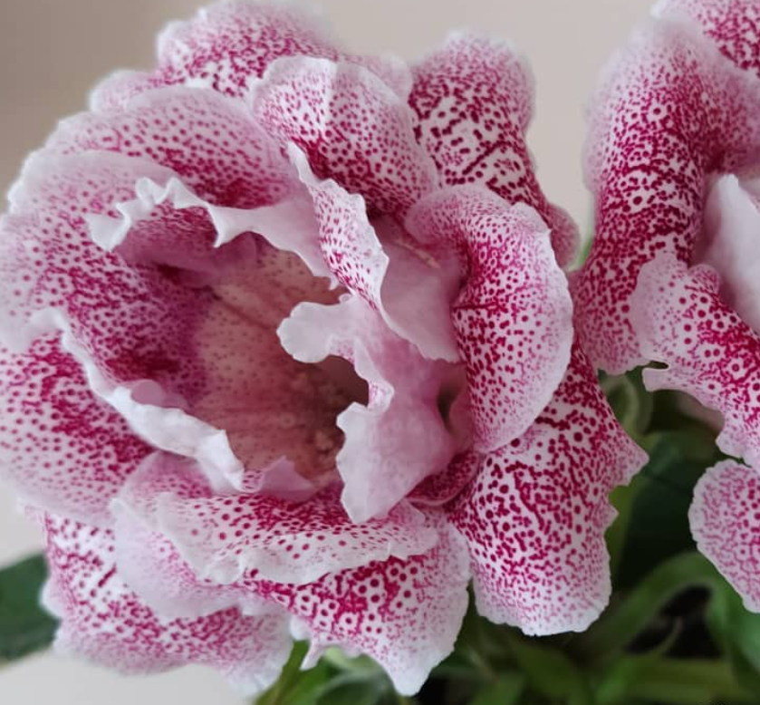 Gloxinia Mon Amour 1 Bulb
