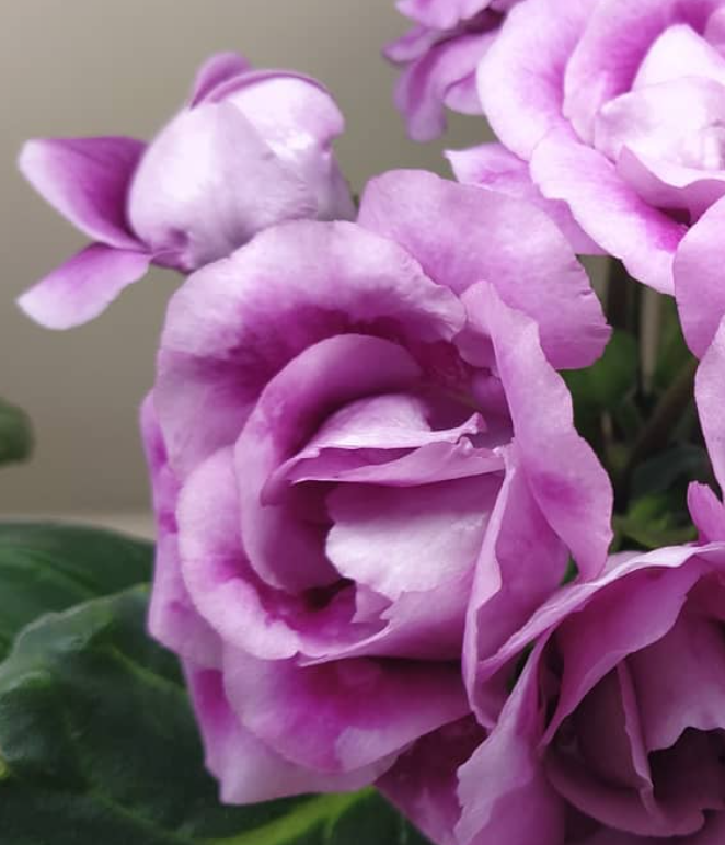 Gloxinia Touch-me-not 1 Bulb