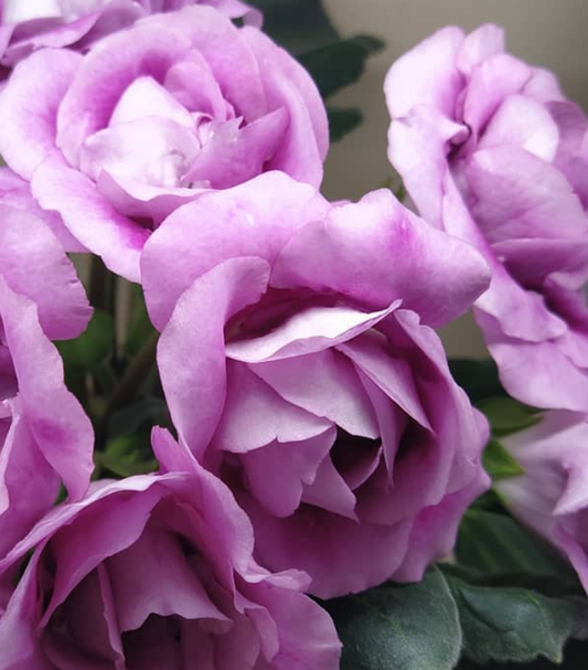 Gloxinia Touch-me-not 1 Bulb
