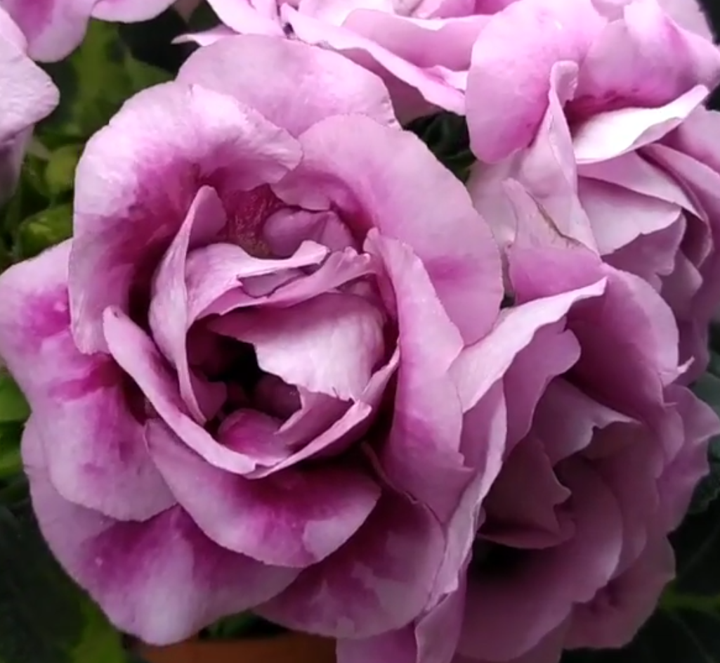 Gloxinia Touch-me-not 1 Bulb