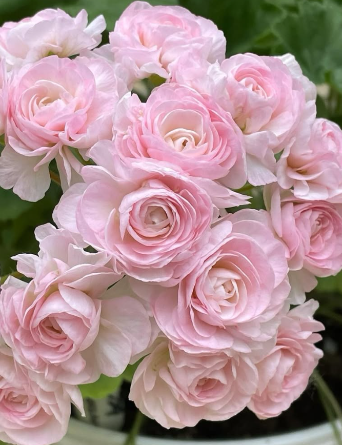 Pelargonium Emmanuel 10 Pellets
