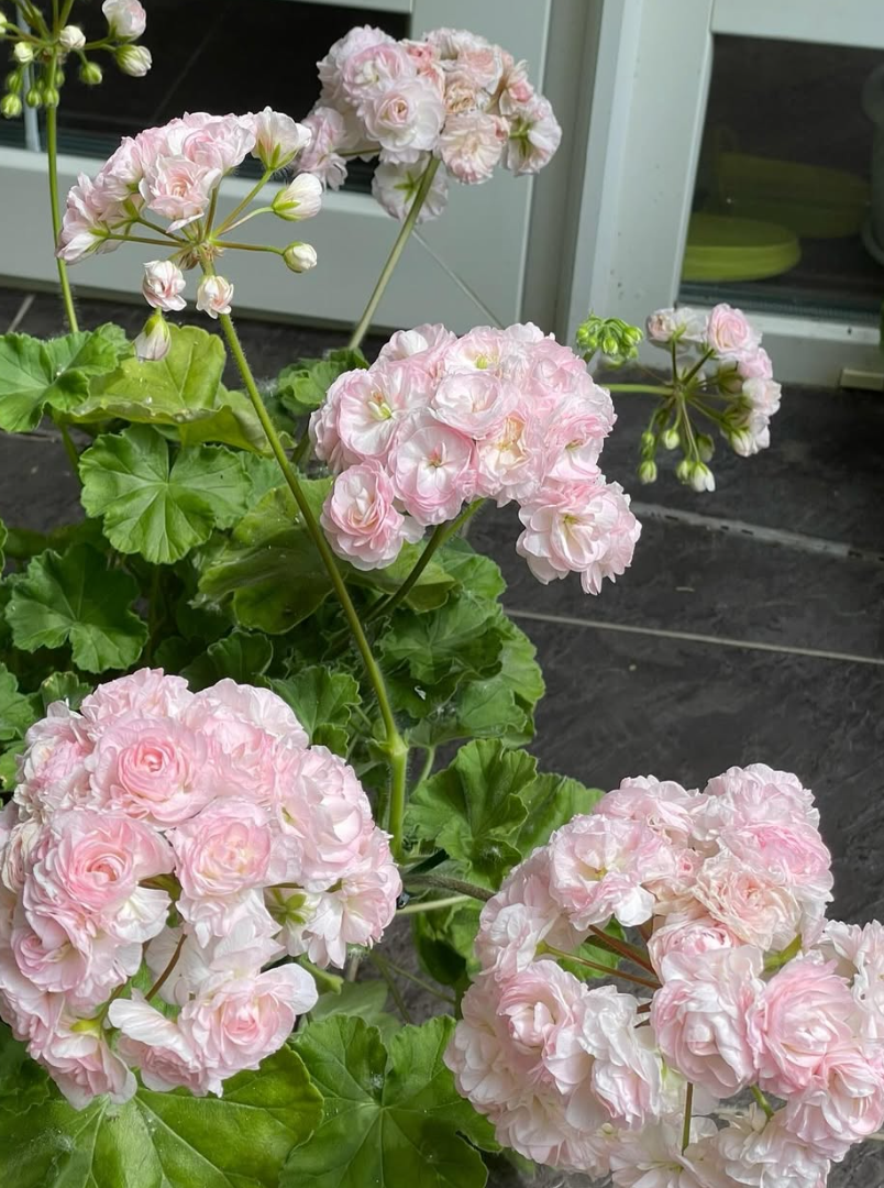 Pelargonium Emmanuel 10 Pellets