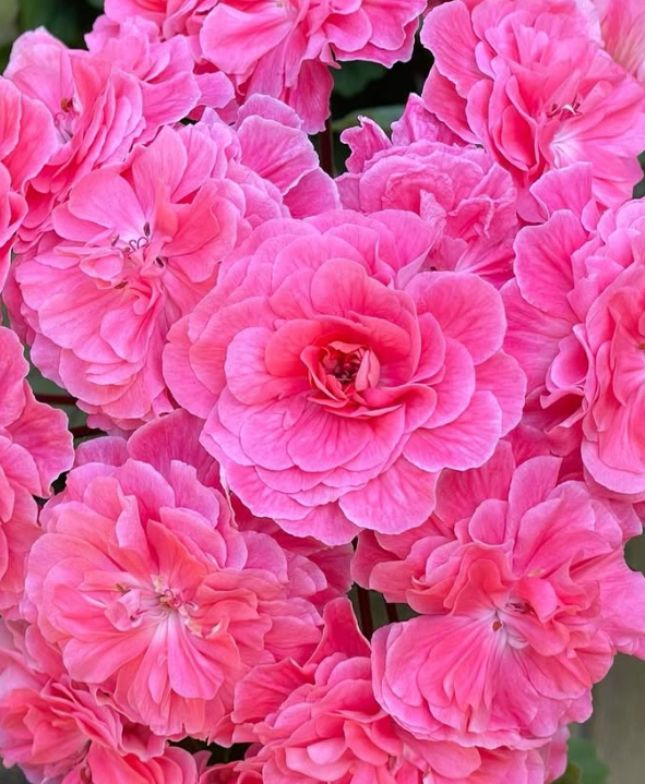 Pelargonium Moroccan Princess 10 Pellets