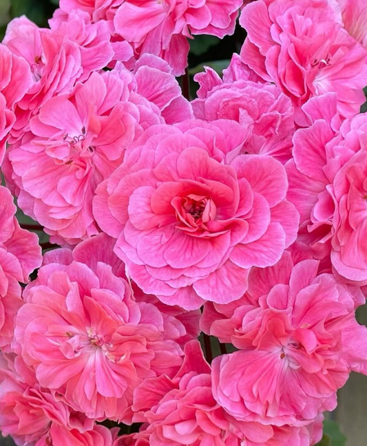 Pelargonium Moroccan Princess 10 Pellets