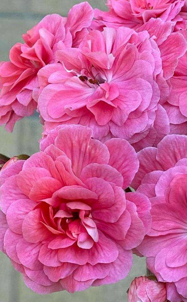 Pelargonium Moroccan Princess 10 Pellets