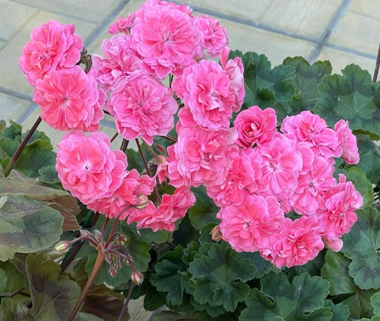 Pelargonium Moroccan Princess 10 Pellets