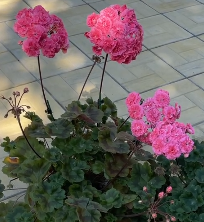 Pelargonium Moroccan Princess 10 Pellets