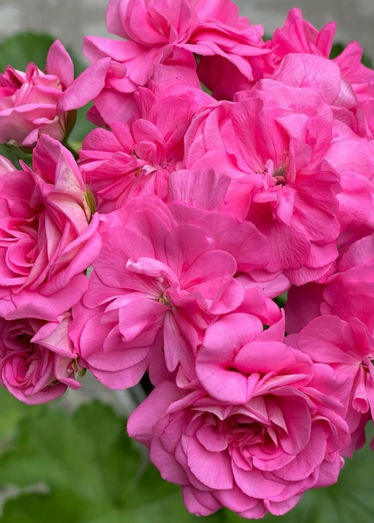 Pelargonium Cherished Dream 10 Pellets