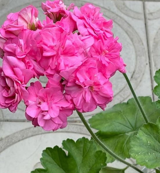 Pelargonium Cherished Dream 10 Pellets