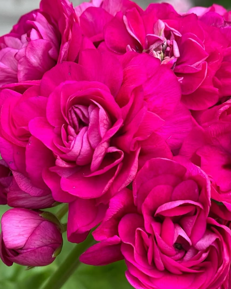Pelargonium Cerise Polina 10 Pellets