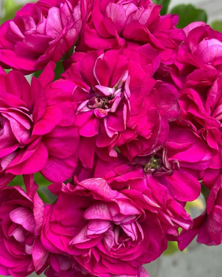 Pelargonium Cerise Polina 10 Pellets