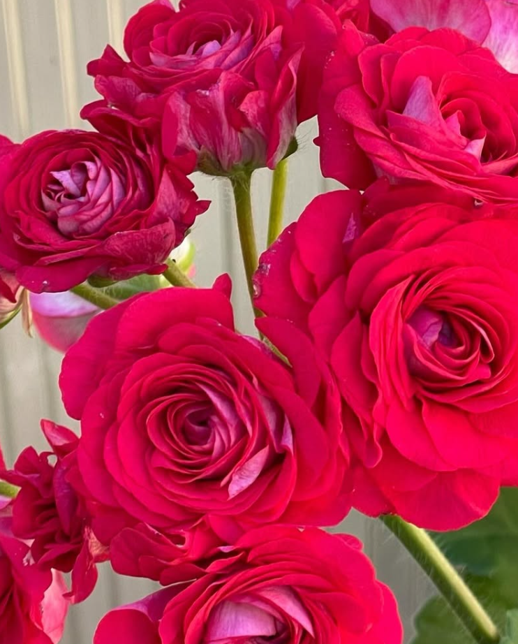 Pelargonium Isadora Duncan 10 Pellets