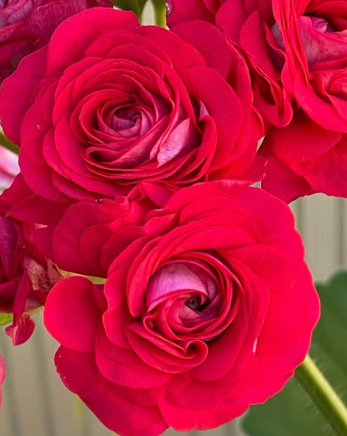 Pelargonium Isadora Duncan 10 Pellets