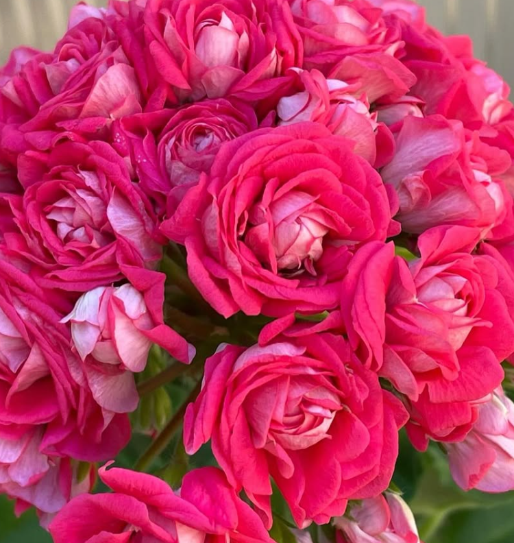 Pelargonium Love Story 10 Pellets