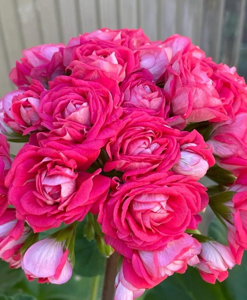 Pelargonium Love Story 10 Pellets