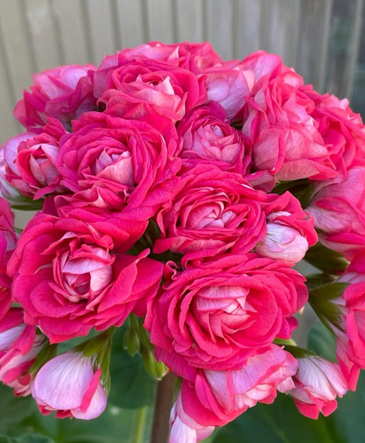 Pelargonium Love Story 10 Pellets