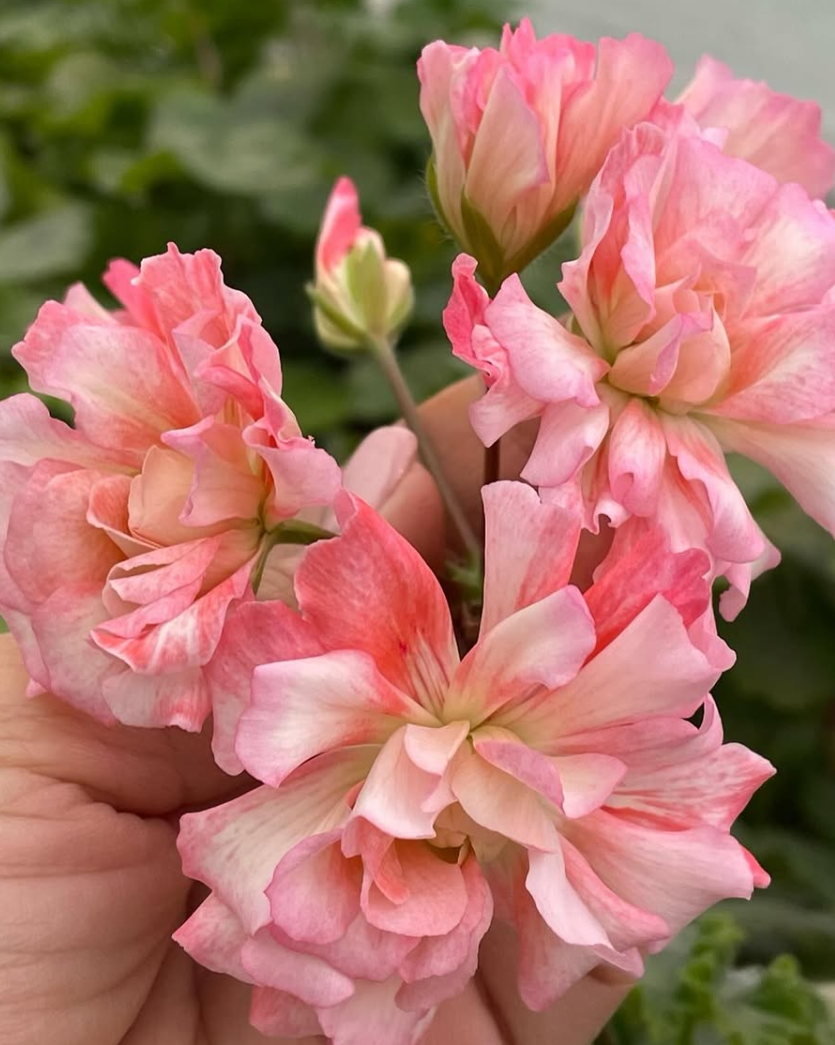 Pelargonium Bonas Cathrin 10 Pellets
