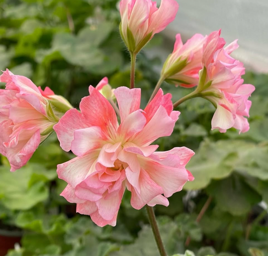 Pelargonium Bonas Cathrin 10 Pellets