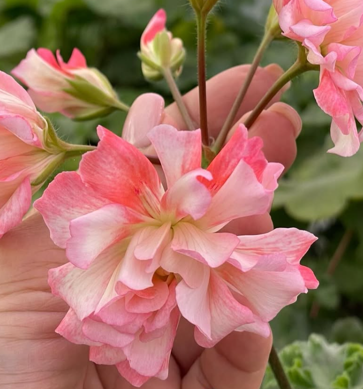 Pelargonium Bonas Cathrin 10 Pellets