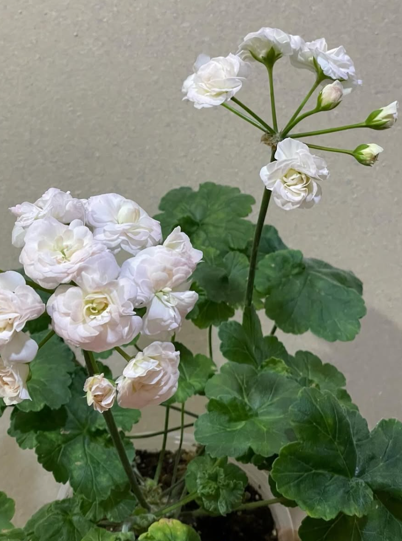 Pelargonium Fantasia Fleur 10 Pellets