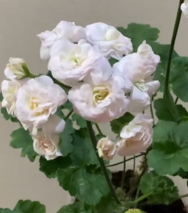 Pelargonium Fantasia Fleur 10 Pellets