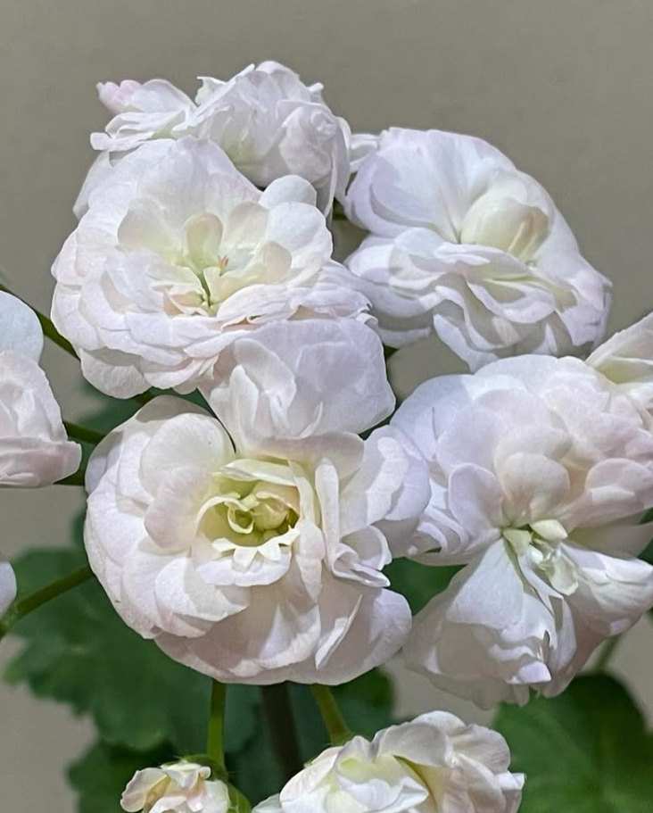 Pelargonium Fantasia Fleur 10 Pellets