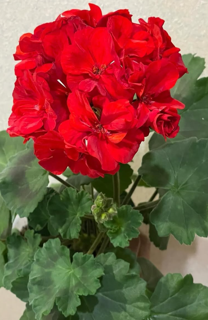 Pelargonium Odensjo Madam Bovary 10 Pellets