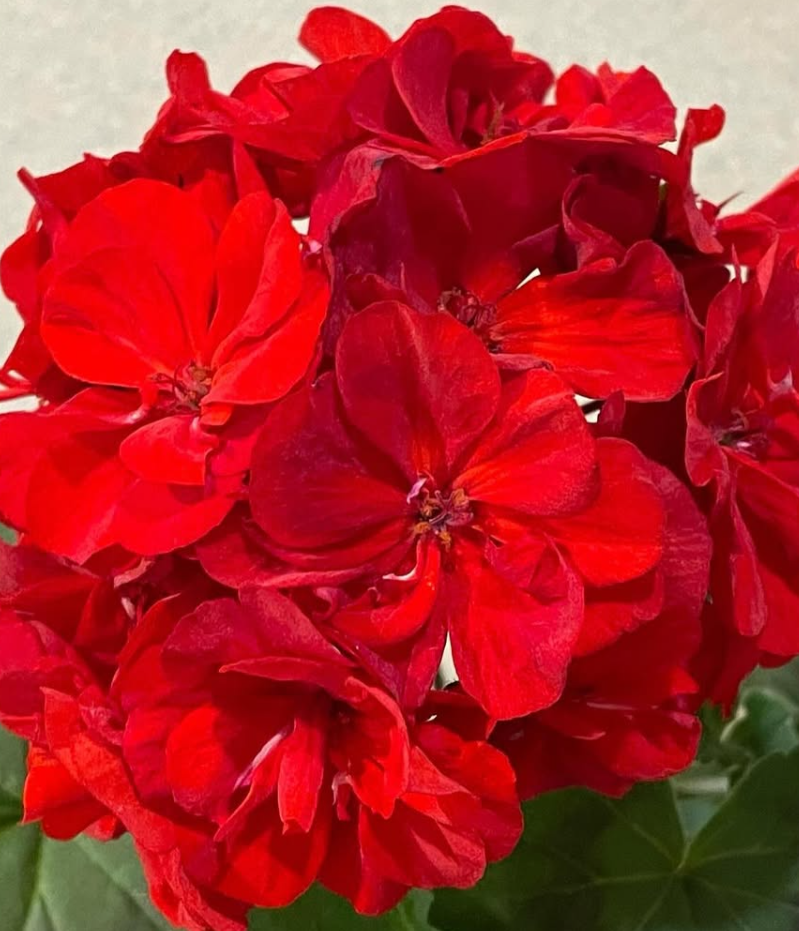 Pelargonium Odensjo Madam Bovary 10 Pellets