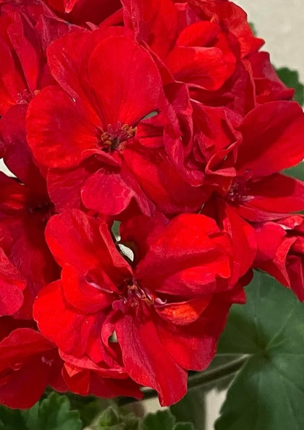 Pelargonium Odensjo Madam Bovary 10 Pellets