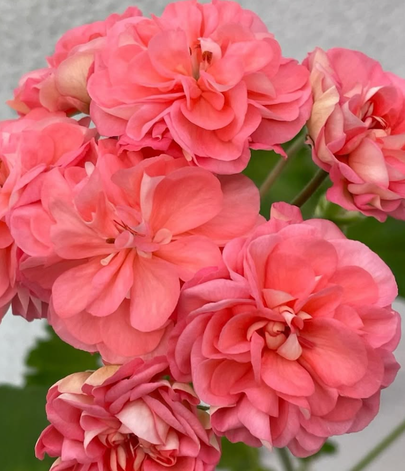 Pelargonium Miss Efrosinya 10 Pellets