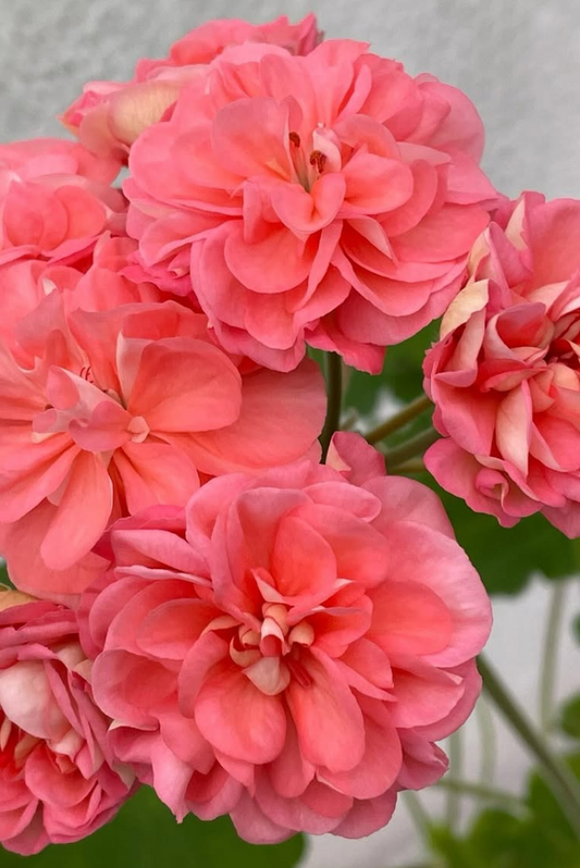 Pelargonium Miss Efrosinya 10 Pellets