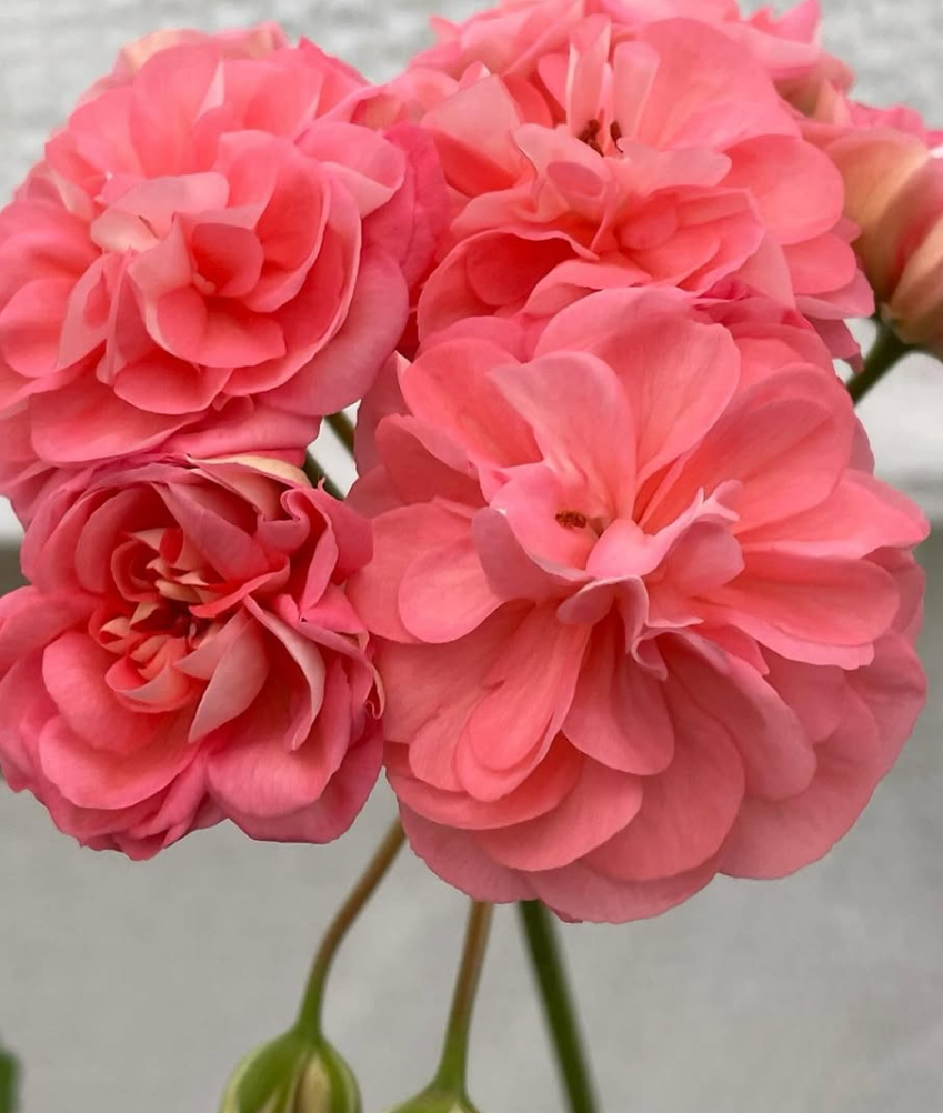 Pelargonium Miss Efrosinya 10 Pellets
