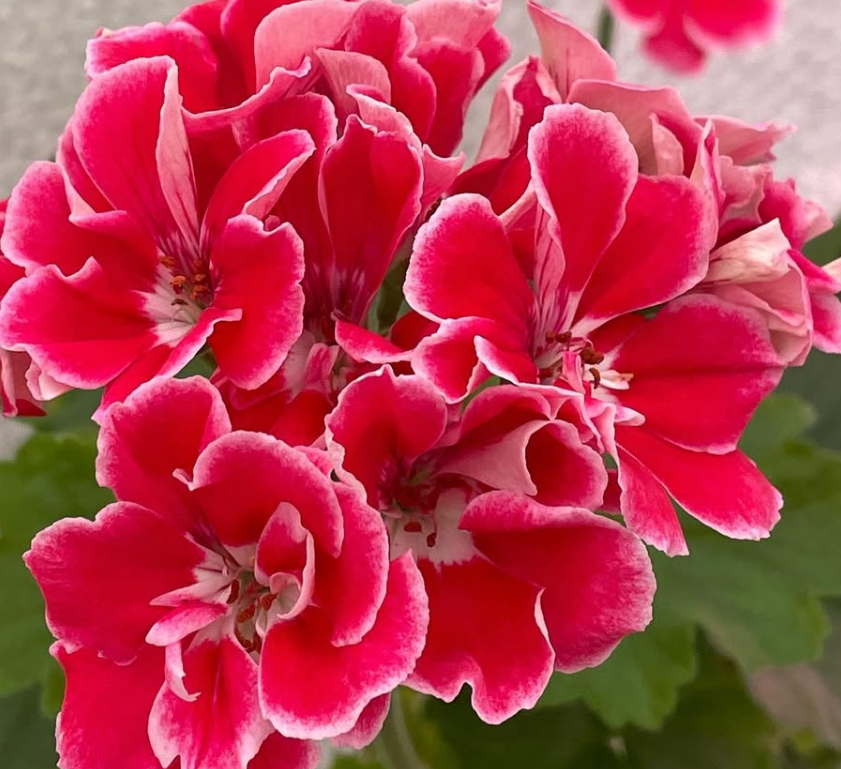Pelargonium Frida 10 Pellets