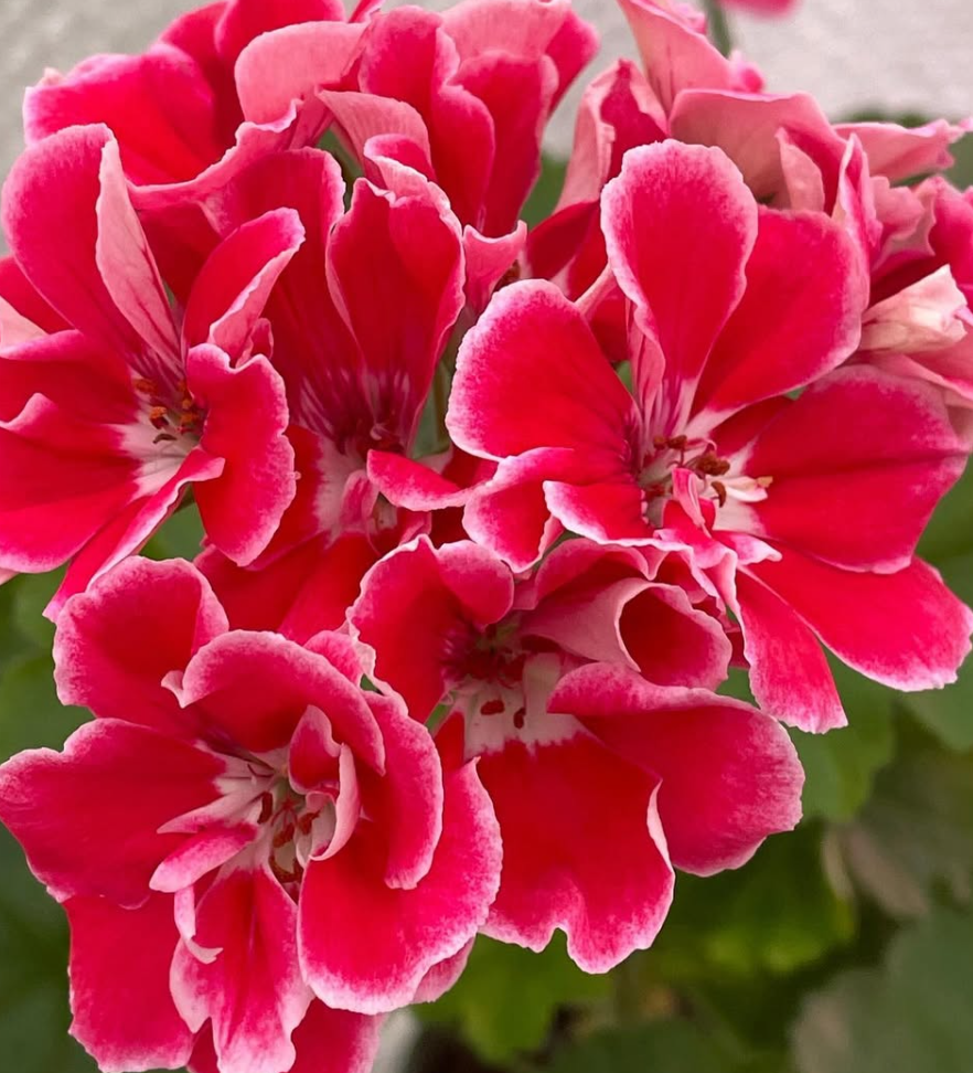 Pelargonium Frida 10 Pellets