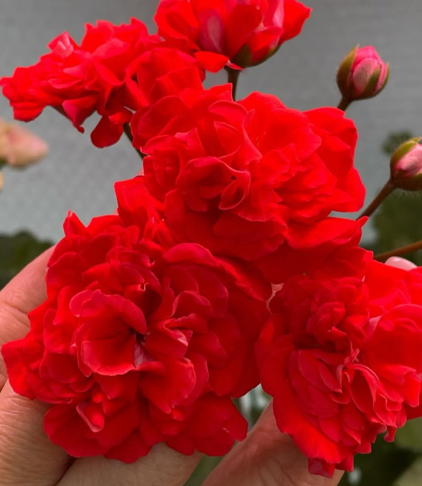 Pelargonium Muse 10 Pellets
