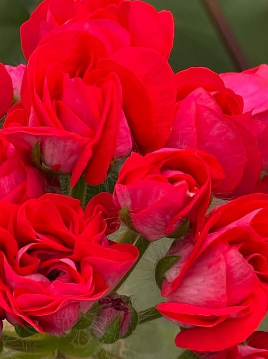 Pelargonium Muse 10 Pellets