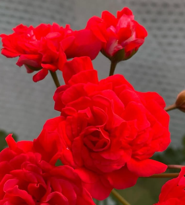 Pelargonium Muse 10 Pellets