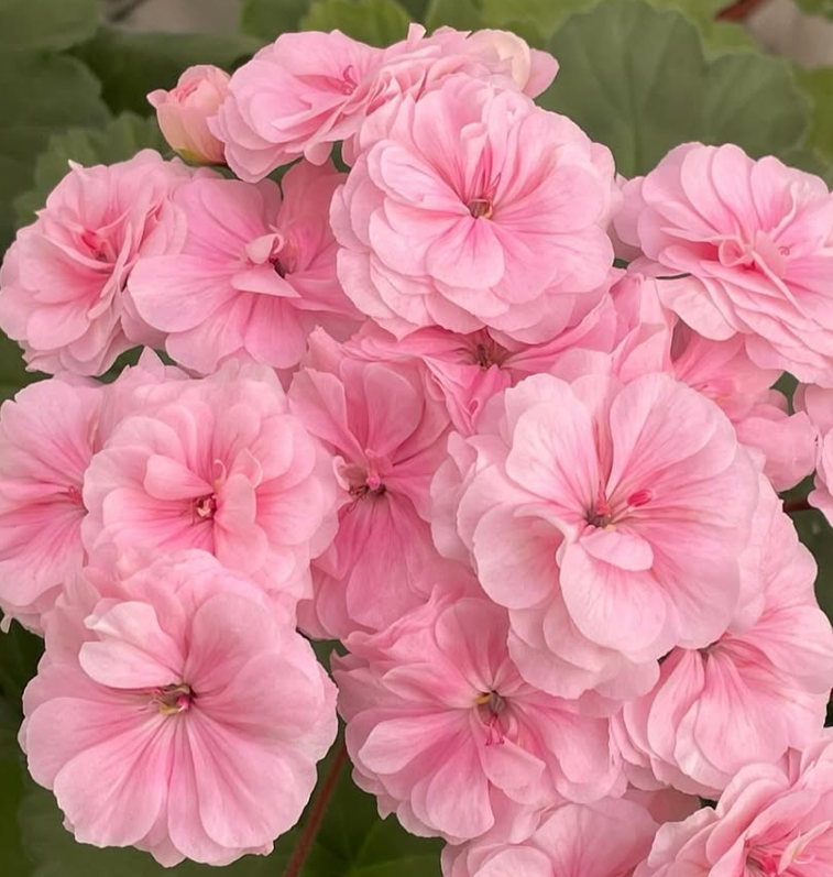 Pelargonium Béla 10 Pellets
