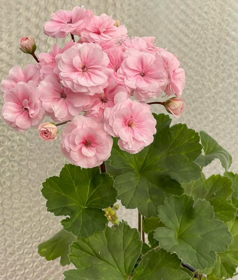 Pelargonium Béla 10 Pellets