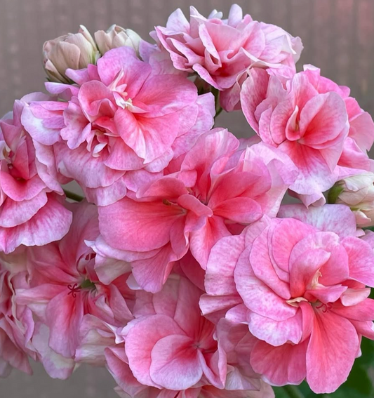 Pelargonium Mochi Dessert 10 Pellets