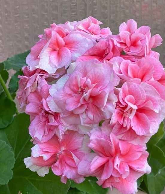 Pelargonium Mochi Dessert 10 Pellets