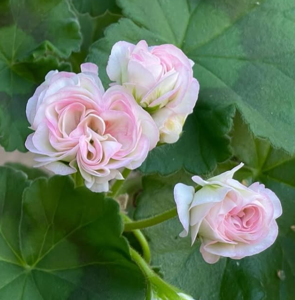 Pelargonium Women's Capris 10 Pellets