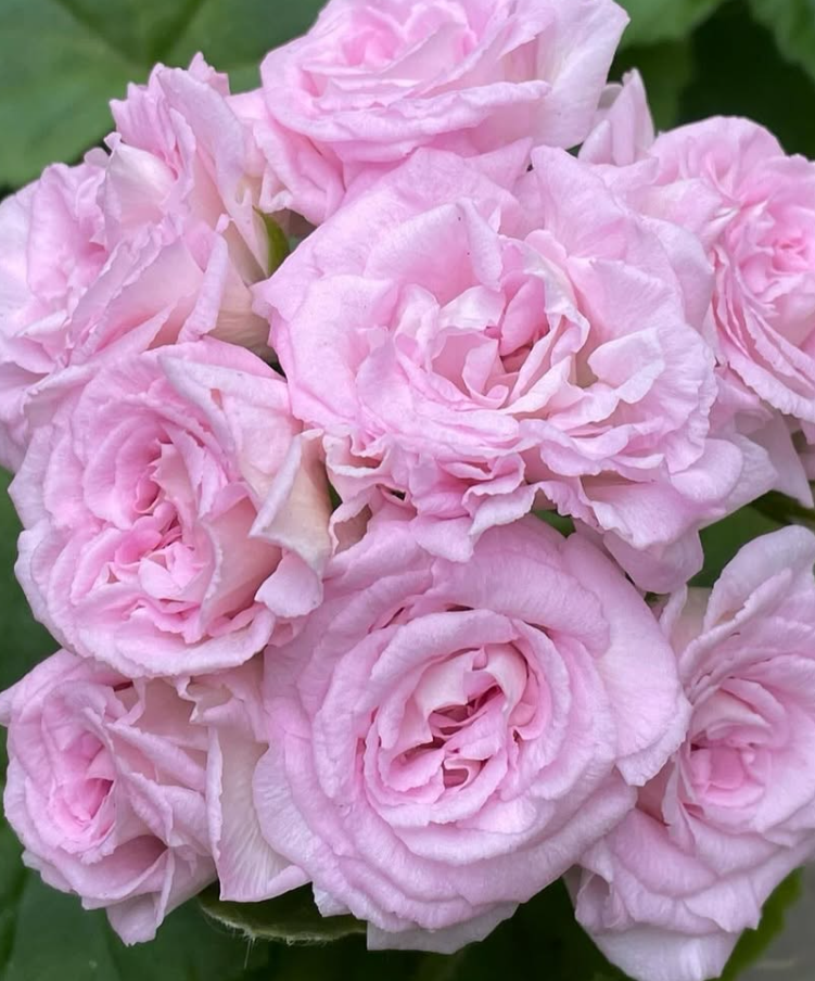 Pelargonium Millfield Rose 10 Pellets