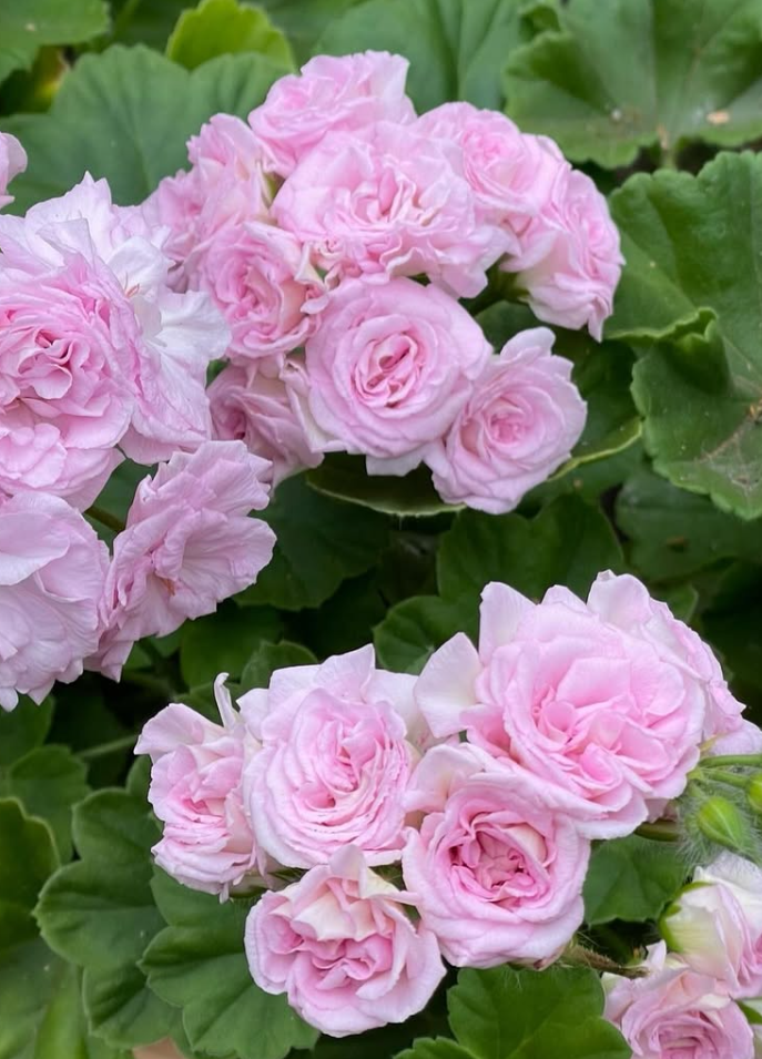 Pelargonium Millfield Rose 10 Pellets