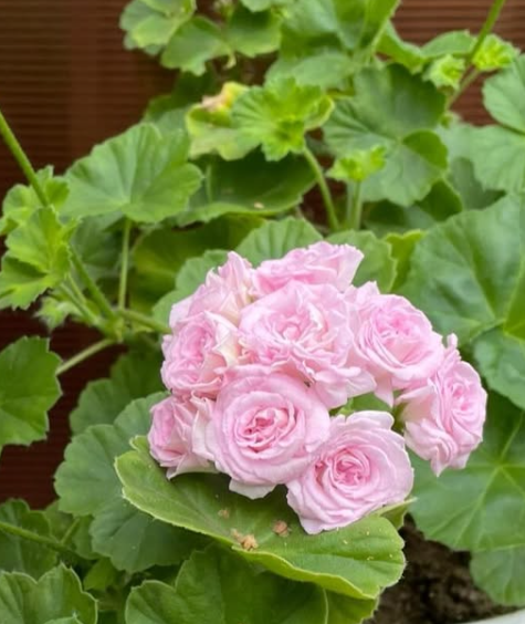 Pelargonium Millfield Rose 10 Pellets