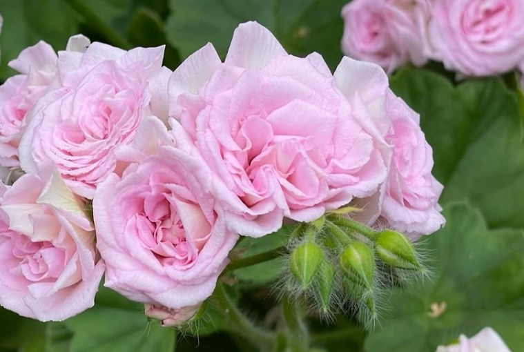 Pelargonium Millfield Rose 10 Pellets